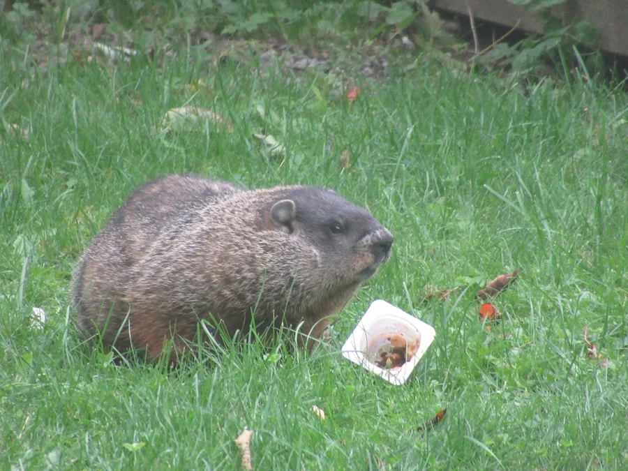Groundhog sitting in grass beside a small discarded food container