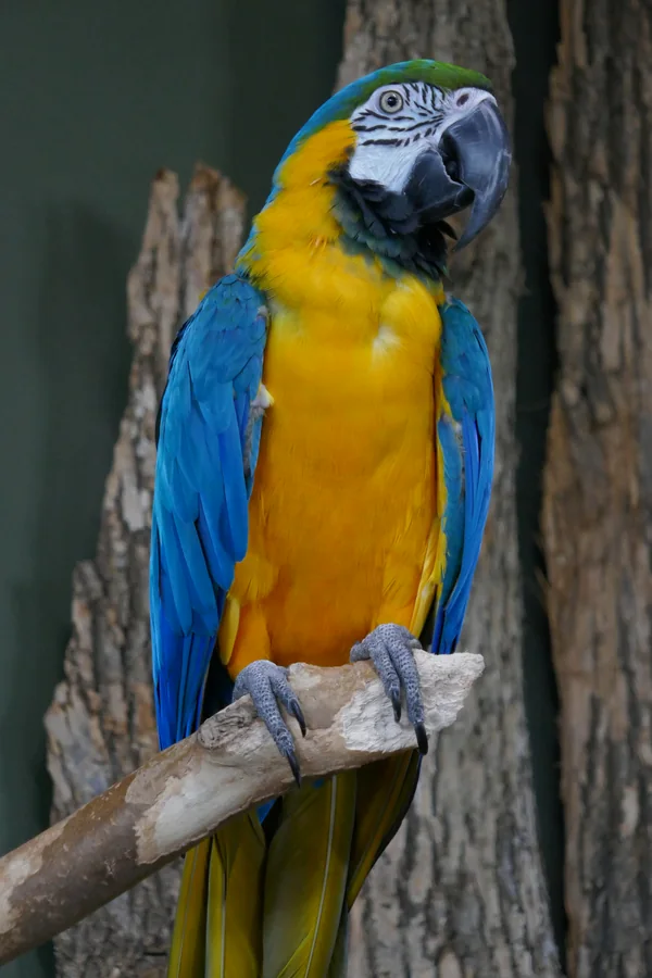 Blue and yellow macaw perched vertically on a branch