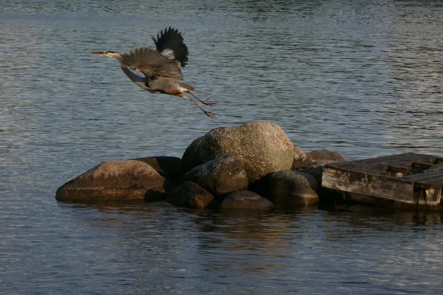 Heron in flight just above rocks at the shoreline