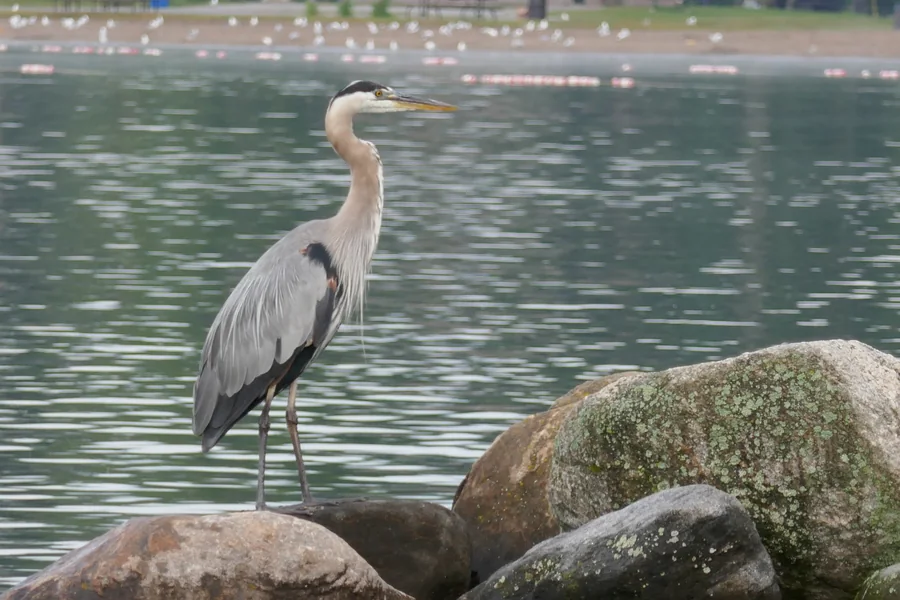 Great blue heron standing on a rock at the edge of a lake