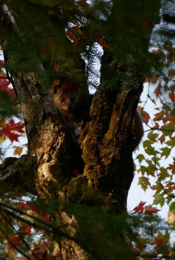 Small brown animal, likely a marten, peeking from a fork in a tree
