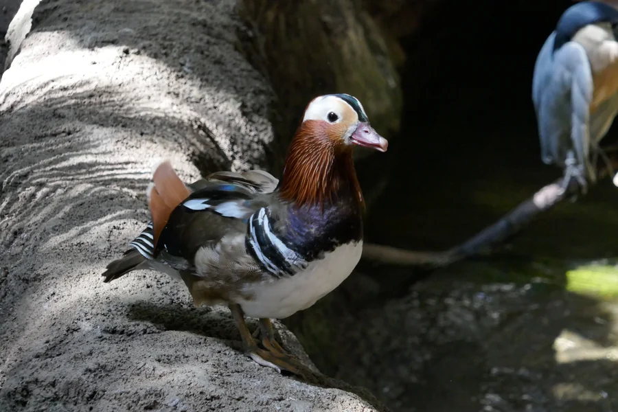 Colourful mandarin duck resting beside a shaded tree trunk
