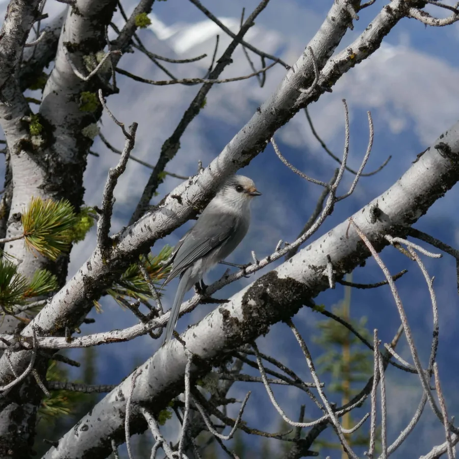 Grey bird sitting among bare branches with mountains behind it