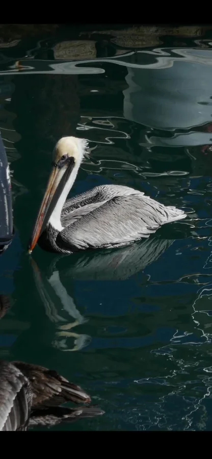 Pelican perched at the edge of dark water