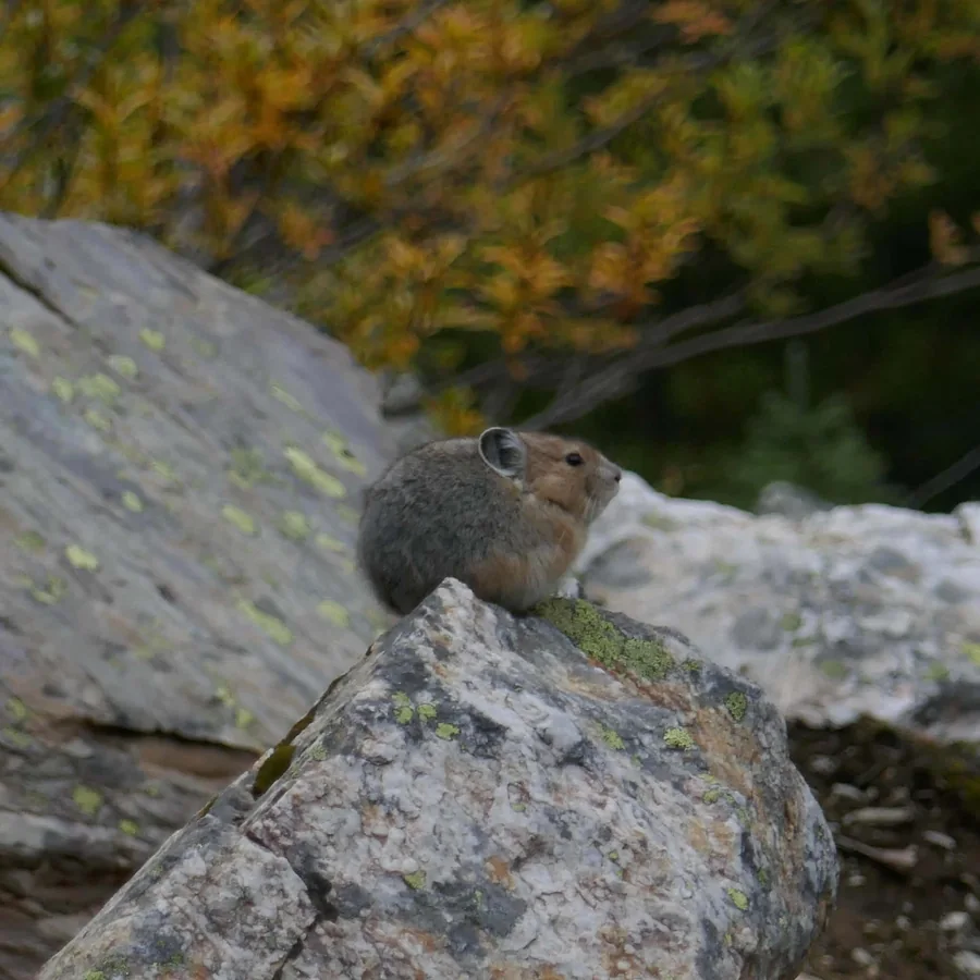 Small pika perched on a grey rock beside autumn foliage