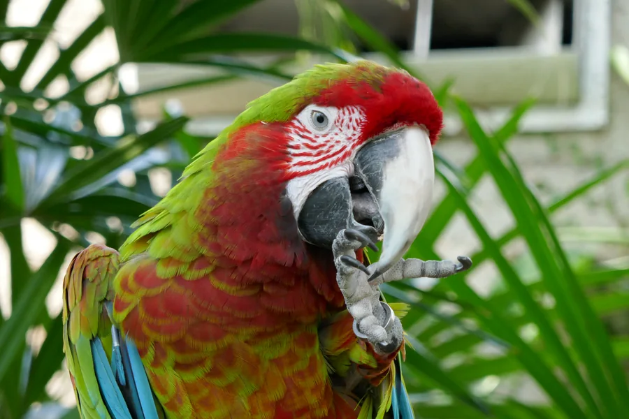 Red and green macaw holding food in one claw among leafy branches