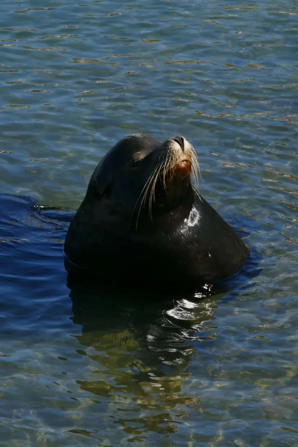 Sea lion with its head above the water