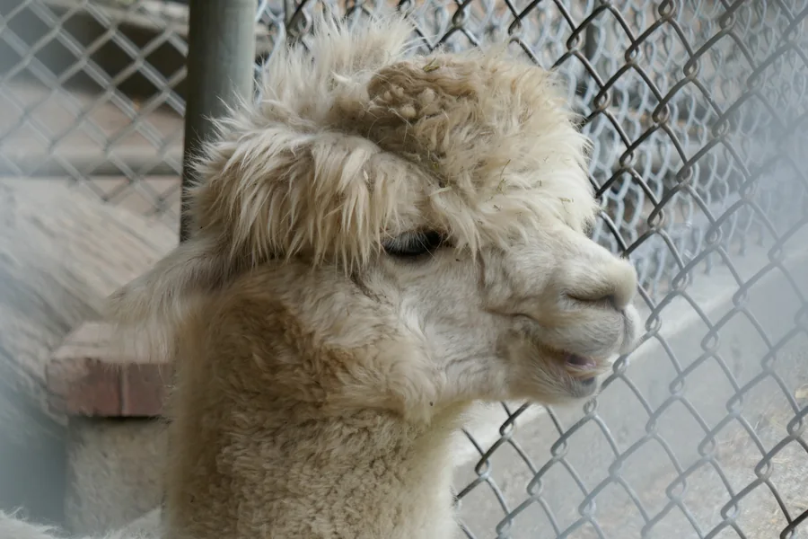 Close-up of a pale woolly llama beside an enclosure fence